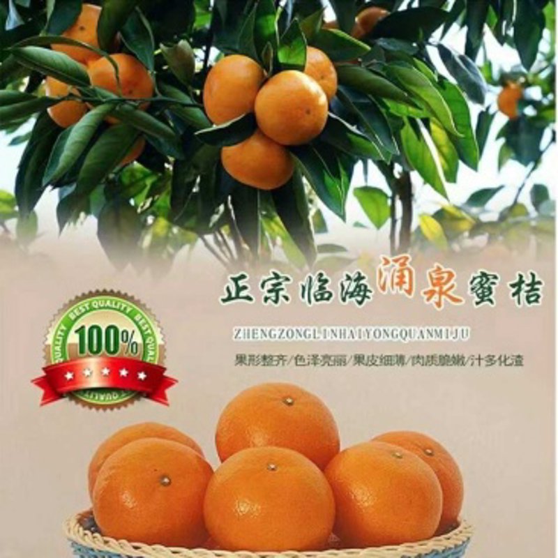 临海蔬菜种植：如何在都市中寻得一方净土