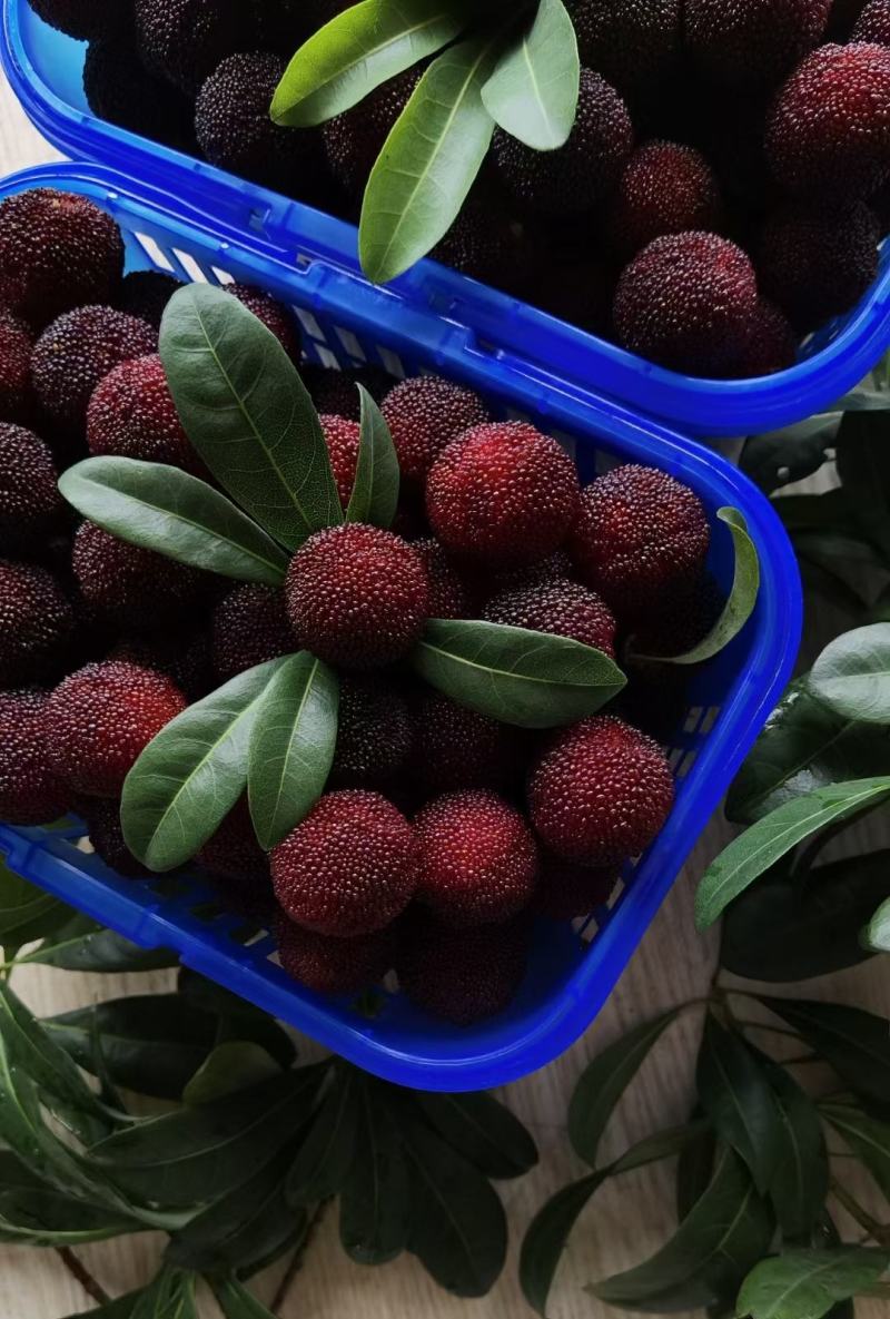 临海蔬菜种植：一份田园生活攻略