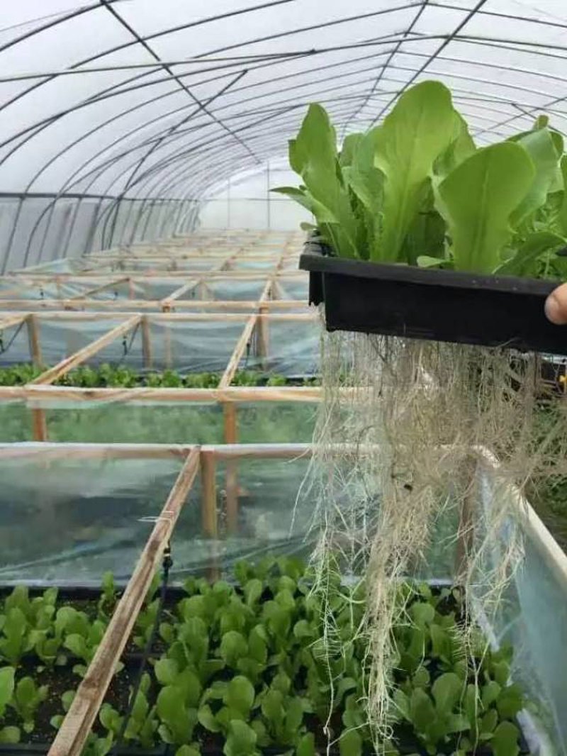 当季水果批发：如何抓住季节性商机？